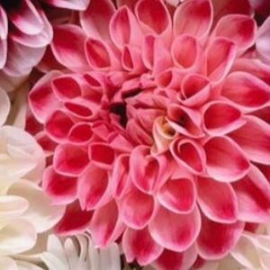 Meet your Posher, Blaire